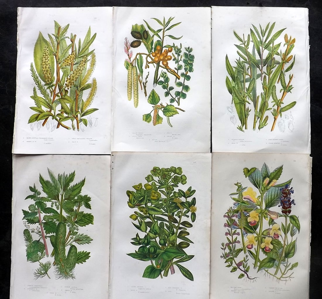 Pratt, Anne 1891 Lot of 6 Antique Botanical Prints: Chromolithographs Published 1889-91, London for "The Flowering Plants and Ferns of Great Britain" by Anne Pratt. Paper Size: 9.5 x 6 inch (24 x 16cm) Some background toning, otherwise Good Condition