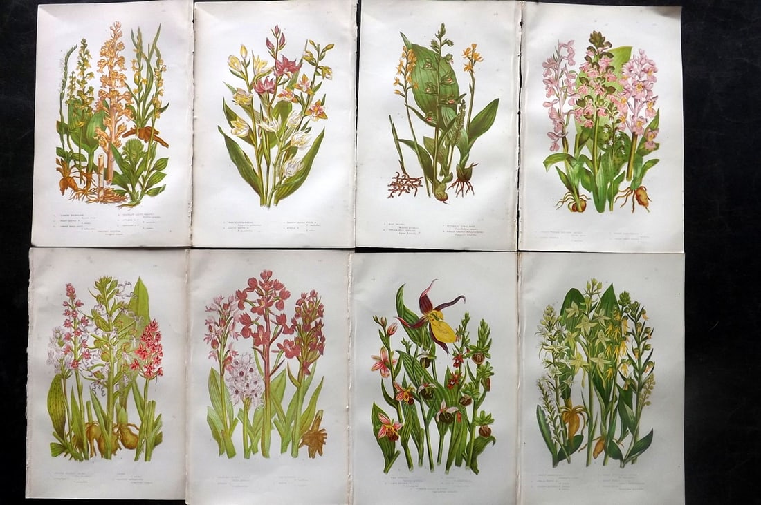 Pratt, Anne 1891 Lot of 8 Antique Botanical Prints. Orchids: Chromolithographs Published 1889-91, London for "The Flowering Plants and Ferns of Great Britain" by Anne Pratt. Paper Size: 9.5 x 6 inch (24 x 16cm) A few with very minor background toning. Good Cond