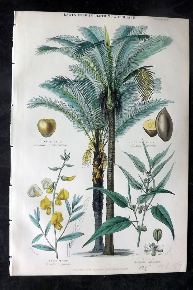 Rhind, William 1874 Hand Col Botanical Print. Palm Tree, Sunn Hemp, Jute (1 of 1)