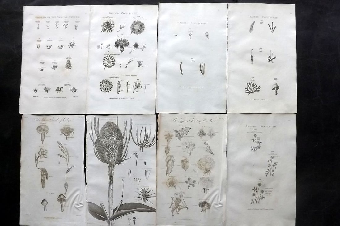 Thornton, Robert 1812 Lot of 8 Botanical Prints: Copper Plates Published 1812, London for "Elements of Botany" by Dr. Robert John Thonton. Paper Size: 9.5. x 6 inch (24 x 15cm) Occasional tone spots, otherwise Good Condition