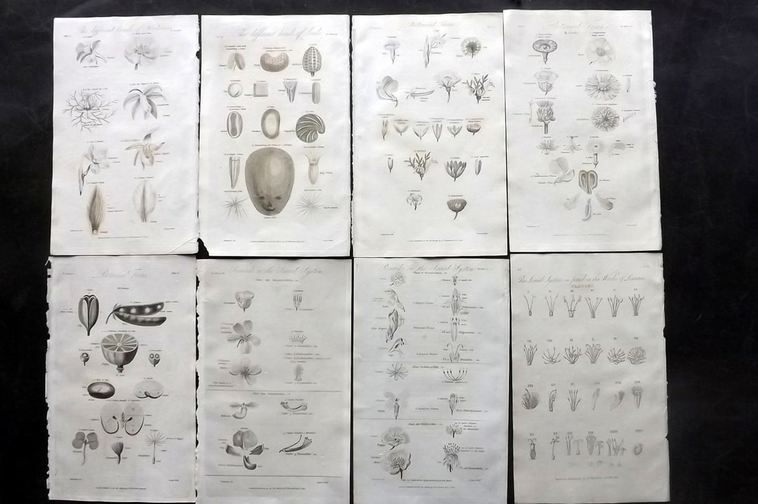 Thornton, Robert 1812 Lot of 8 Botanical Prints: Copper Plates Published 1812, London for "Elements of Botany" by Dr. Robert John Thonton. Paper Size: 9.5. x 6 inch (24 x 15cm) Occasional tone spots, otherwise Good Condition