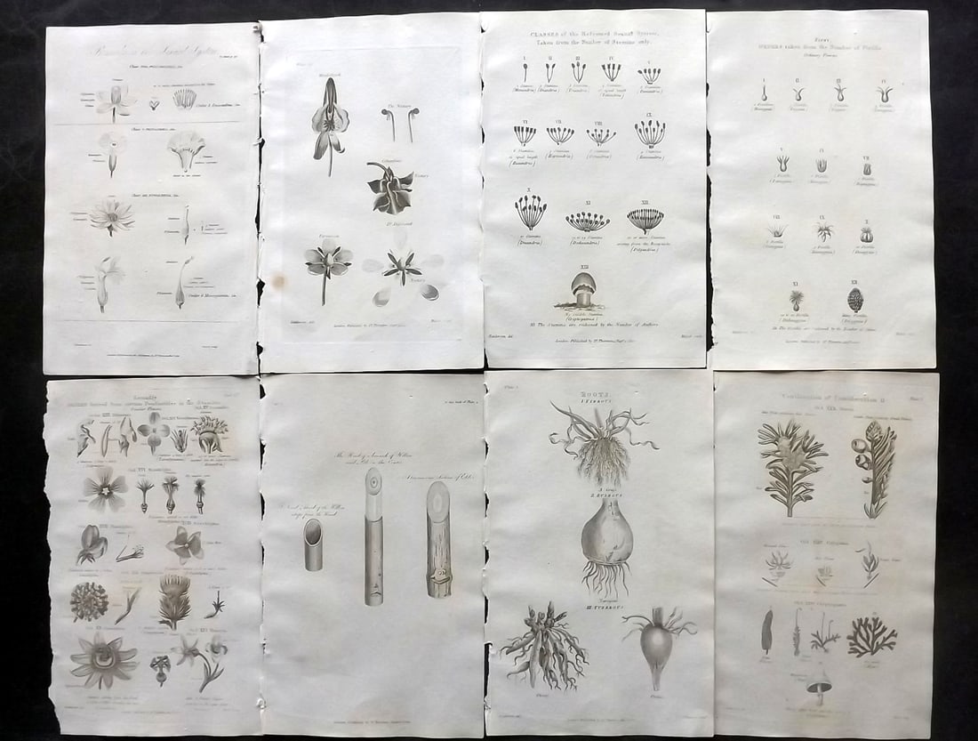 Thornton, Robert 1812 Lot of 8 Botanical Prints: Copper Plates Published 1812, London for "Elements of Botany" by Dr. Robert John Thonton. Paper Size: 9.5. x 6 inch (24 x 15cm) Occasional tone spots, otherwise Good Condition