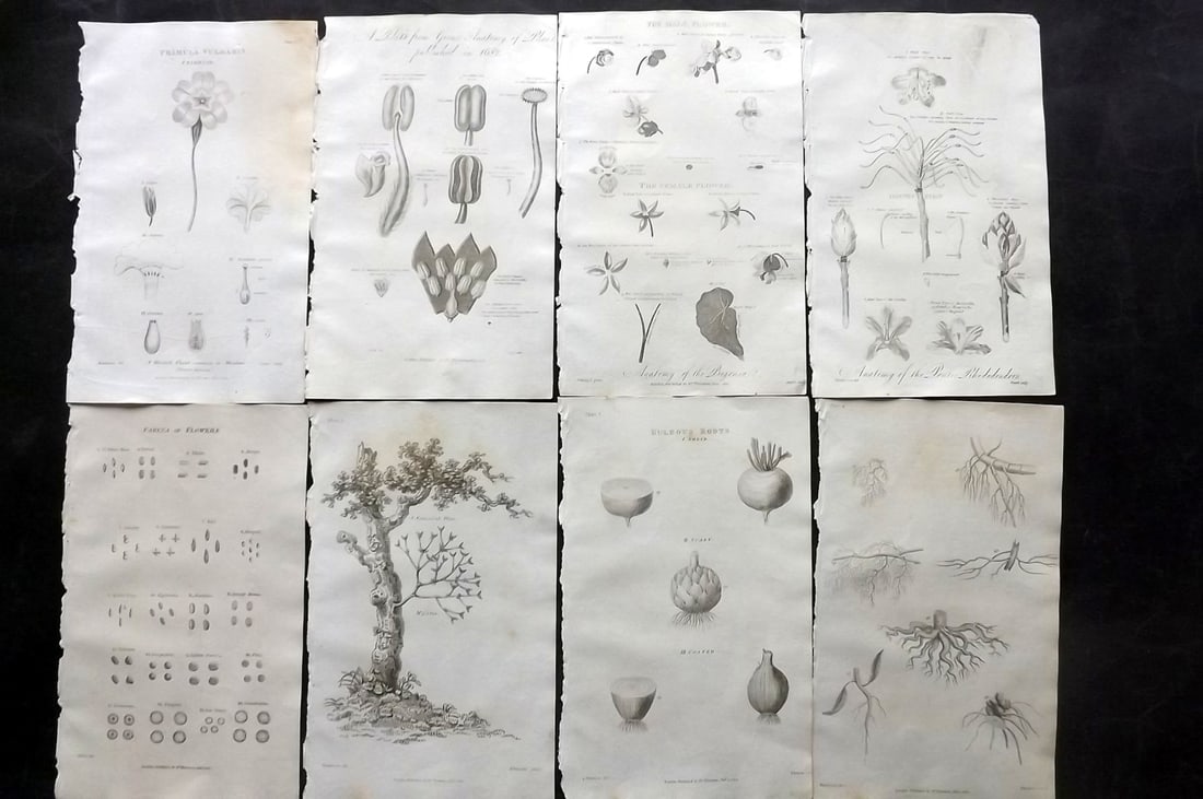 Thornton, Robert 1812 Lot of 8 Botanical Prints: Copper Plates Published 1812, London for "Elements of Botany" by Dr. Robert John Thonton. Paper Size: 9.5. x 6 inch (24 x 15cm) Occasional tone spots, otherwise Good Condition