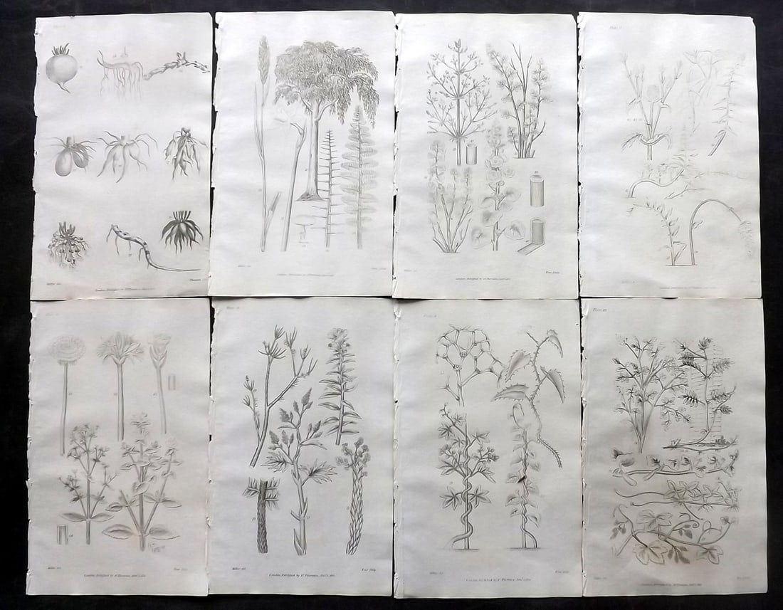 Thornton, Robert 1812 Lot of 8 Botanical Prints: Copper Plates Published 1812, London for "Elements of Botany" by Dr. Robert John Thonton. Paper Size: 9.5. x 6 inch (24 x 15cm) Occasional tone spots, otherwise Good Condition