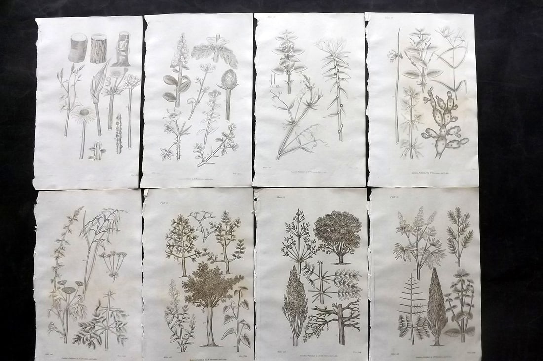 Thornton, Robert 1812 Lot of 8 Botanical Prints: Copper Plates Published 1812, London for "Elements of Botany" by Dr. Robert John Thonton. Paper Size: 9.5. x 6 inch (24 x 15cm) Occasional tone spots, otherwise Good Condition