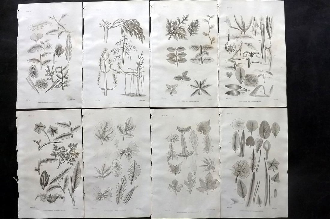 Thornton, Robert 1812 Lot of 8 Botanical Prints: Copper Plates Published 1812, London for "Elements of Botany" by Dr. Robert John Thonton. Paper Size: 9.5. x 6 inch (24 x 15cm) Occasional tone spots, otherwise Good Condition
