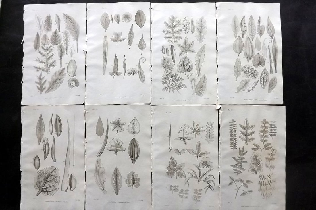 Thornton, Robert 1812 Lot of 8 Botanical Prints: Copper Plates Published 1812, London for "Elements of Botany" by Dr. Robert John Thonton. Paper Size: 9.5. x 6 inch (24 x 15cm) Occasional tone spots, otherwise Good Condition