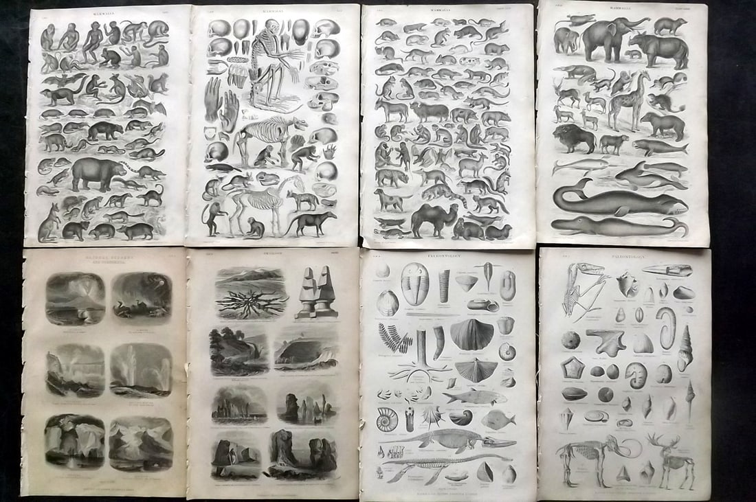 Goldsmith, Oliver 1864 Lot of 8 Natural History & Geology Prints: Steel Engraving Published 1864 by Blackie & Son, London for "A History of the Earth and Animated Nature" by Oliver Goldsmith. Paper Size: 9.5 x 6 inch (24 x 16cm) Good Condition overall