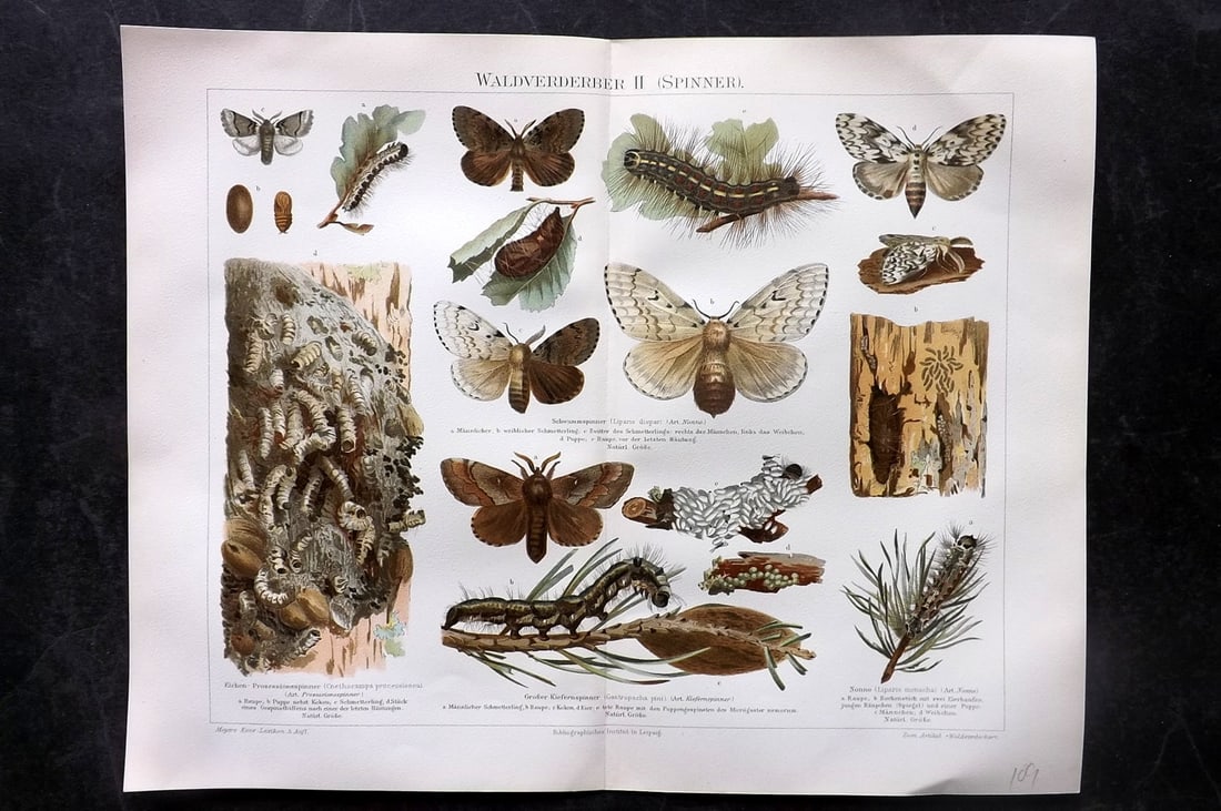 Meyer, Joseph 1898 Antique Print. Moths: Chromolithograph Published 1893-98, Leipzig and Vienna for "Meyers Konversations-Lexikon" by Joseph Meyer et al. Centre fold as issued. Paper Size: 12 x 9.5 inch (30 x 24cm) Good Condition