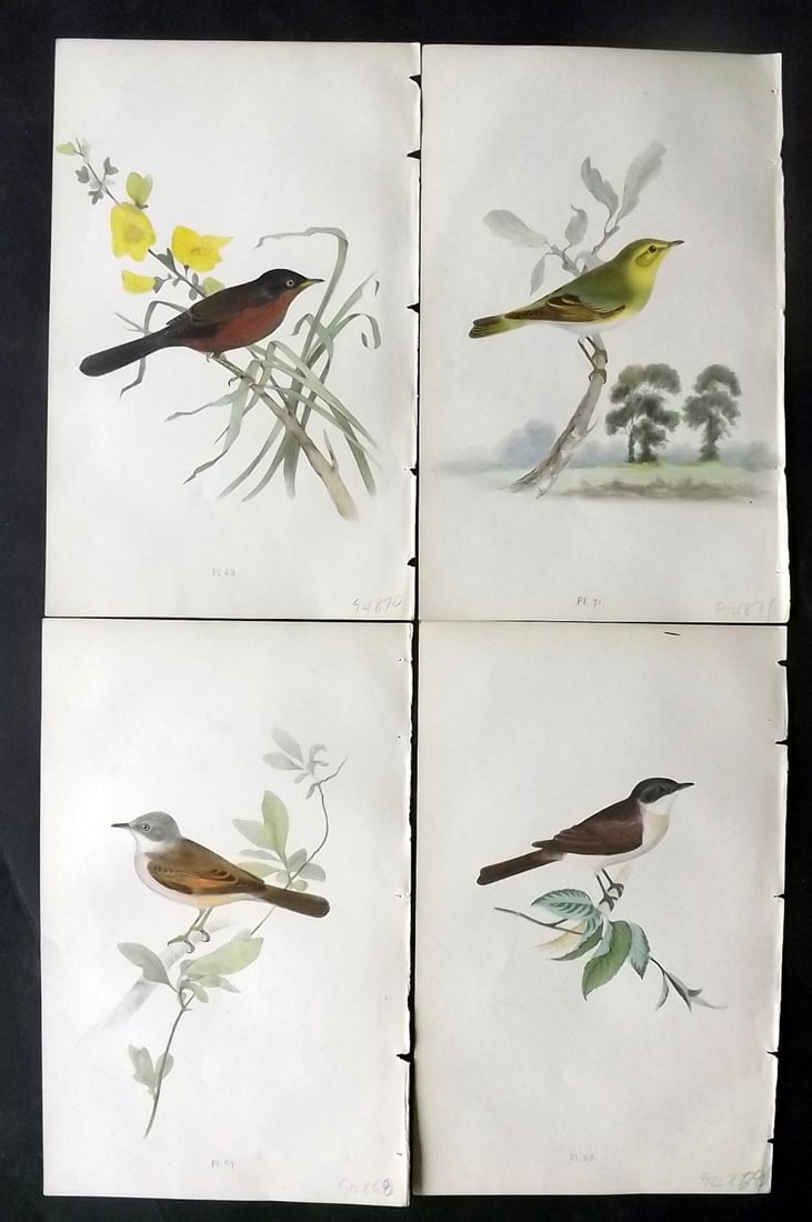 Meyer, Henry 1844 Lot of 4 Hand Col Bird Prints (1 of 2)