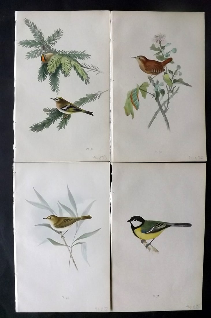Meyer, Henry 1844 Lot of 4 Hand Col Bird Prints (1 of 2)