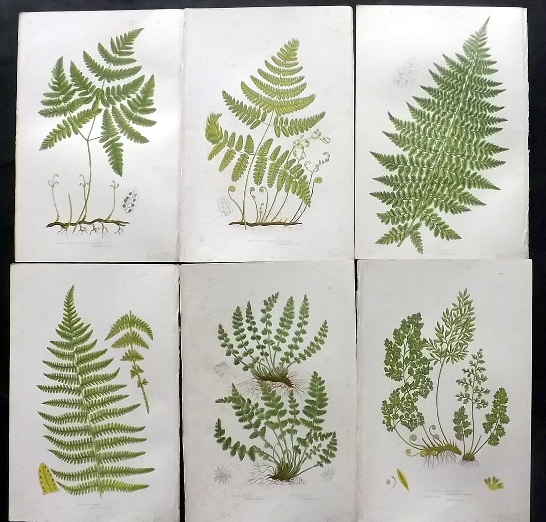 Pratt, Anne 1891 Lot of 6 Antique Fern Prints: Chromolithographs Published 1889-91, London for "The Flowering Plants and Ferns of Great Britain" by Anne Pratt. Paper Size: 9.5 x 6 inch (24 x 16cm) Some background toning, otherwise Good Condition
