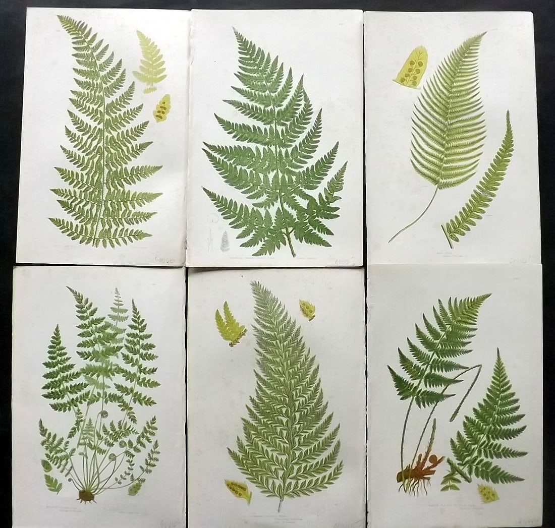 Pratt, Anne 1891 Lot of 6 Antique Fern Prints: Chromolithographs Published 1889-91, London for "The Flowering Plants and Ferns of Great Britain" by Anne Pratt. Paper Size: 9.5 x 6 inch (24 x 16cm) Some background toning, otherwise Good Condition