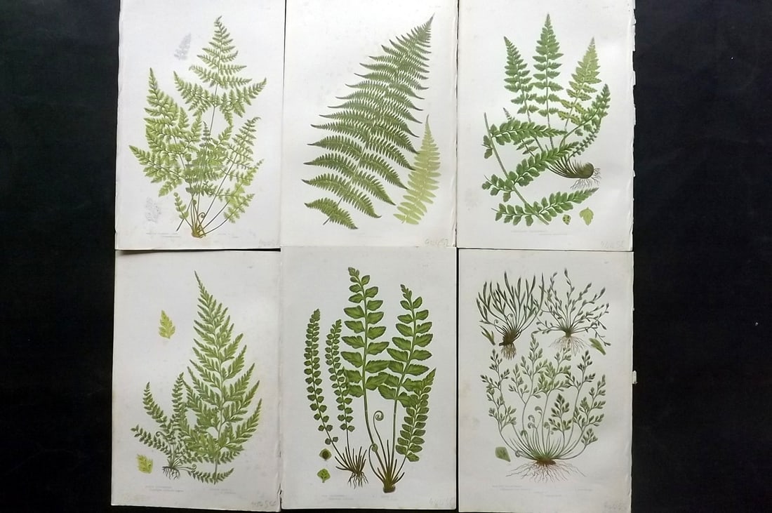 Pratt, Anne 1891 Lot of 6 Antique Fern Prints: Chromolithographs Published 1889-91, London for "The Flowering Plants and Ferns of Great Britain" by Anne Pratt. Paper Size: 9.5 x 6 inch (24 x 16cm) Some background toning, otherwise Good Condition