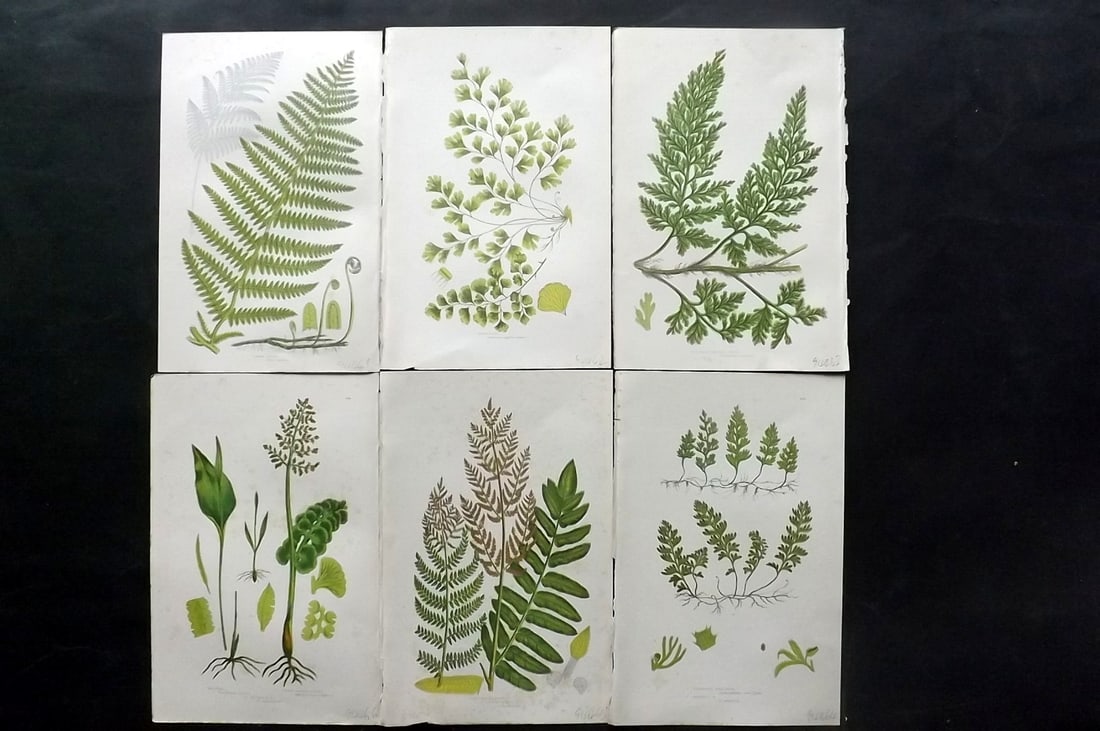 Pratt, Anne 1891 Lot of 6 Antique Fern Prints: Chromolithographs Published 1889-91, London for "The Flowering Plants and Ferns of Great Britain" by Anne Pratt. Paper Size: 9.5 x 6 inch (24 x 16cm) Some background toning, otherwise Good Condition