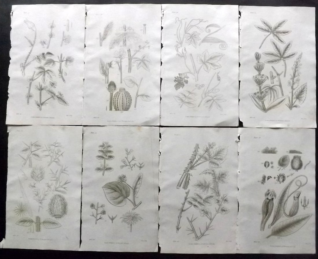 Thornton, Robert 1812 Lot of 8 Botanical Prints: Copper Plates Published 1812, London for "Elements of Botany" by Dr. Robert John Thonton. Paper Size: 9.5. x 6 inch (24 x 15cm) Occasional tone spots, otherwise Good Condition