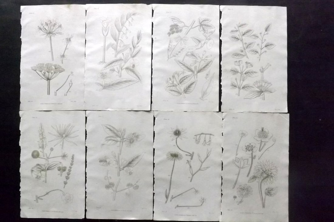 Thornton, Robert 1812 Lot of 8 Botanical Prints: Copper Plates Published 1812, London for "Elements of Botany" by Dr. Robert John Thonton. Paper Size: 9.5. x 6 inch (24 x 15cm) Occasional tone spots, otherwise Good Condition
