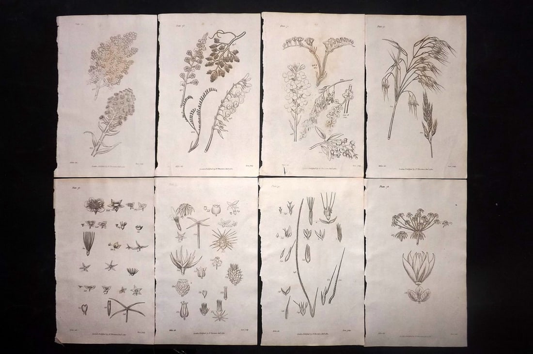 Thornton, Robert 1812 Lot of 8 Botanical Prints: Copper Plates Published 1812, London for "Elements of Botany" by Dr. Robert John Thonton. Paper Size: 9.5. x 6 inch (24 x 15cm) Occasional tone spots, otherwise Good Condition