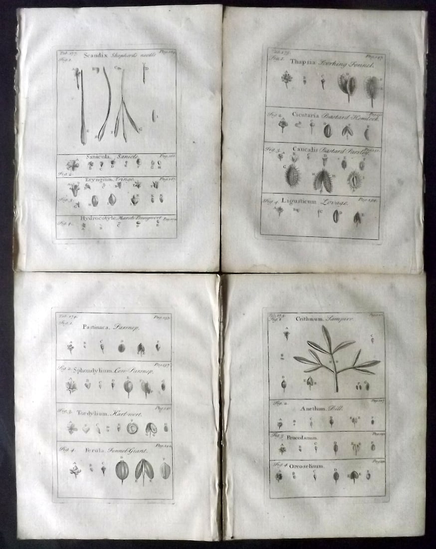 Tournefort, Joseph Pitton de 1730 Lot of 4 Botanical Prints: Copper Plate Published 1730, London for "The Compleat Herbal..." by Joseph Pitton de Tournefort. Paper Size: 9 x 6.5 inch (23 x 17cm) Good Condition