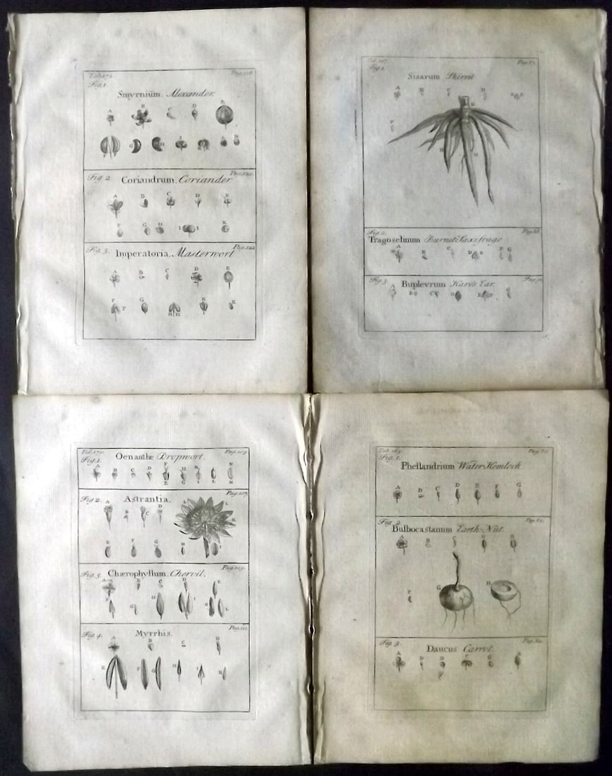 Tournefort, Joseph Pitton de 1730 Lot of 4 Botanical Prints: Copper Plate Published 1730, London for "The Compleat Herbal..." by Joseph Pitton de Tournefort. Paper Size: 9 x 6.5 inch (23 x 17cm) Good Condition