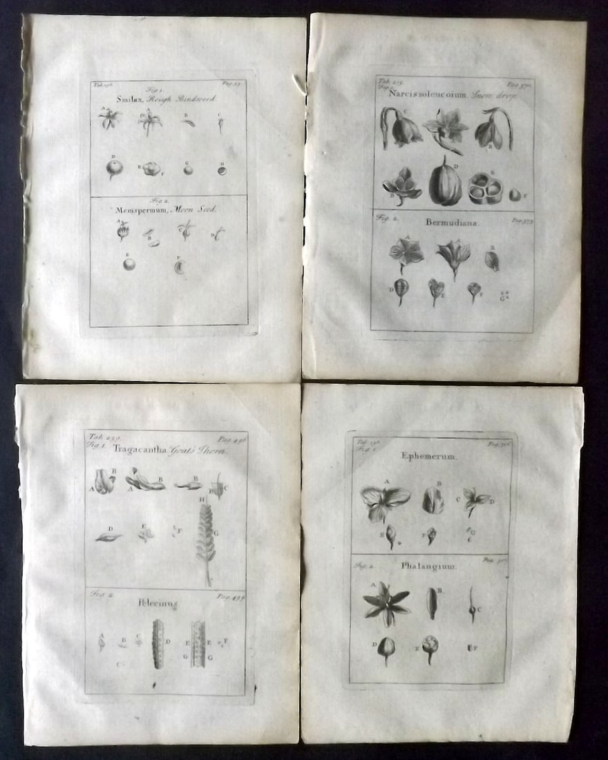 Tournefort, Joseph Pitton de 1730 Lot of 4 Botanical Prints: Copper Plate Published 1730, London for "The Compleat Herbal..." by Joseph Pitton de Tournefort. Paper Size: 9 x 6.5 inch (23 x 17cm) Good Condition