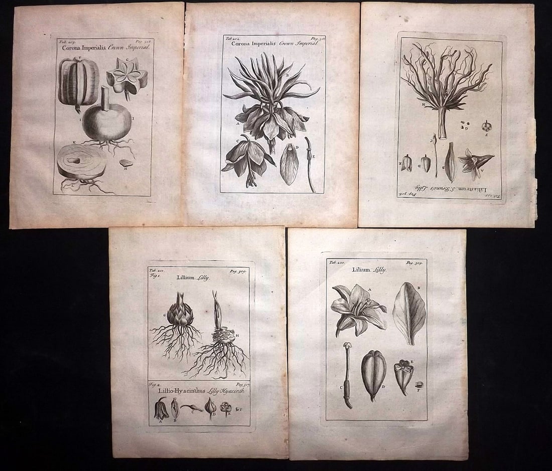 Tournefort,  Joseph Pitton de 1730 Lot of 5 Botanical Prints. Lily Lillies (1 of 2)
