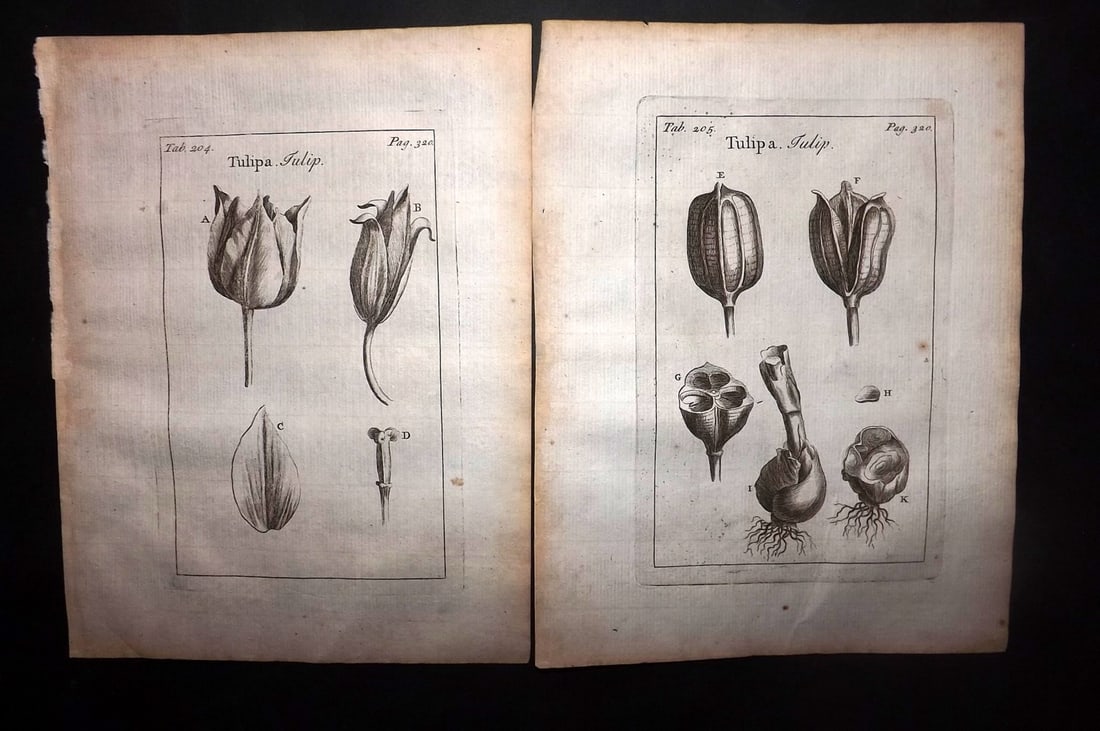 Tournefort,  Joseph Pitton de 1730 Pair of Botanical Prints. Tulips (1 of 2)
