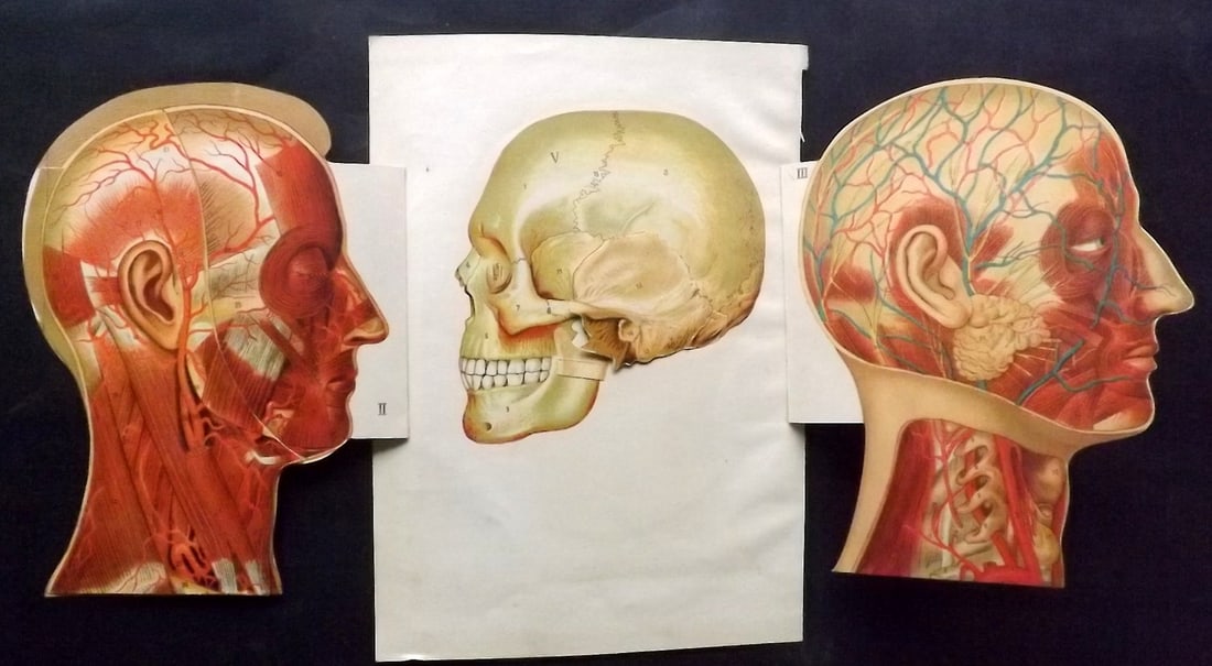 Virtue (Pub) 1923 Pop Up Anatomy Print - Head, Skull (1 of 2)