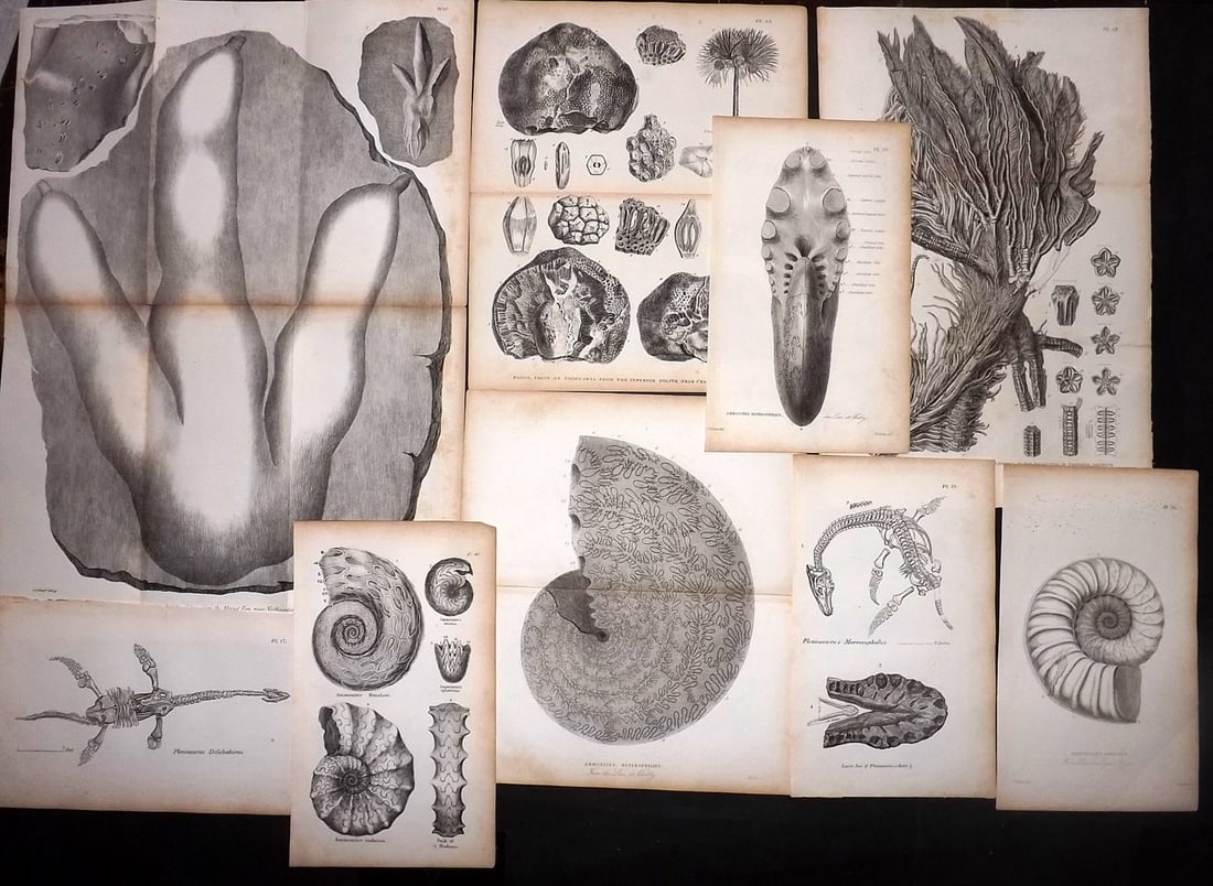 Buckland, William 1837 Lot of 9 Antique Fossil Prints: Lithographs and Aquatints Published 1837, London for "Geology and Mineralogy…" by Rev. William Buckland. Folds as issued on the larger plates. Paper Size: Up to 17 x 12 inch (43 x 30cm) Minor toning