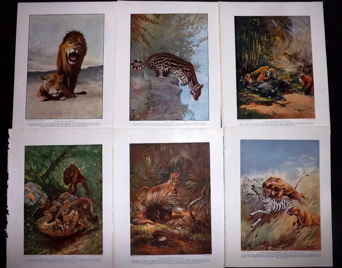 Hutchinson (Pub) C1910 Lot of 6 Antique Prints. Big Cats, Lion (1 of 2)