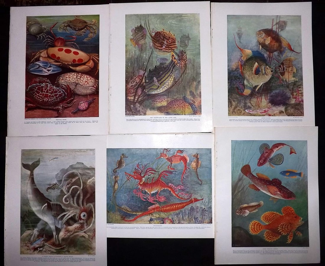 Hutchinson (Pub) C1910 Lot of 6 Antique Prints. Fish, Crabs, Sea Life (1 of 2)