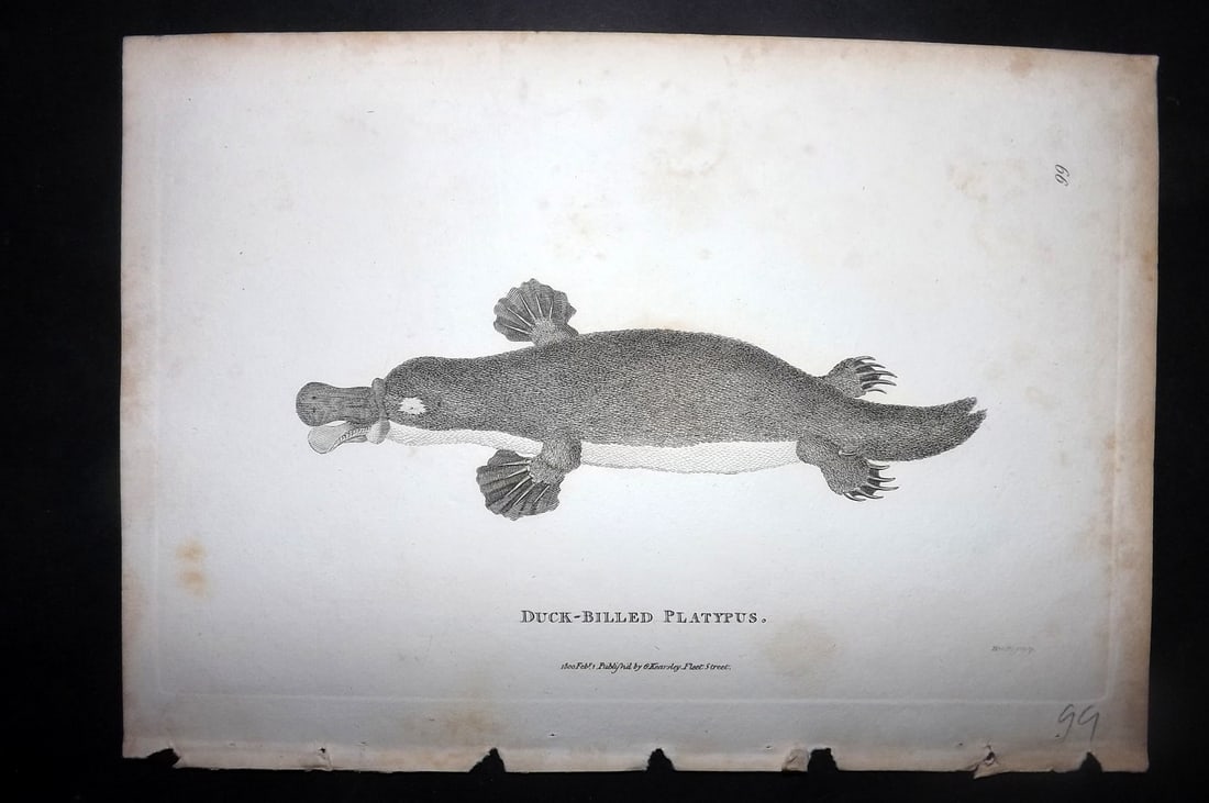 Shaw, George 1800 Antique Print. Duckbill Platypus Australia: Copper Plate Published 1800-26 by G.Kearsley, London for "General Zoology or Systematic Natural History" George Shaw. Paper Size: 9 x 6 inch (23 x 15cm) Minor background toning, otherwise good conditi