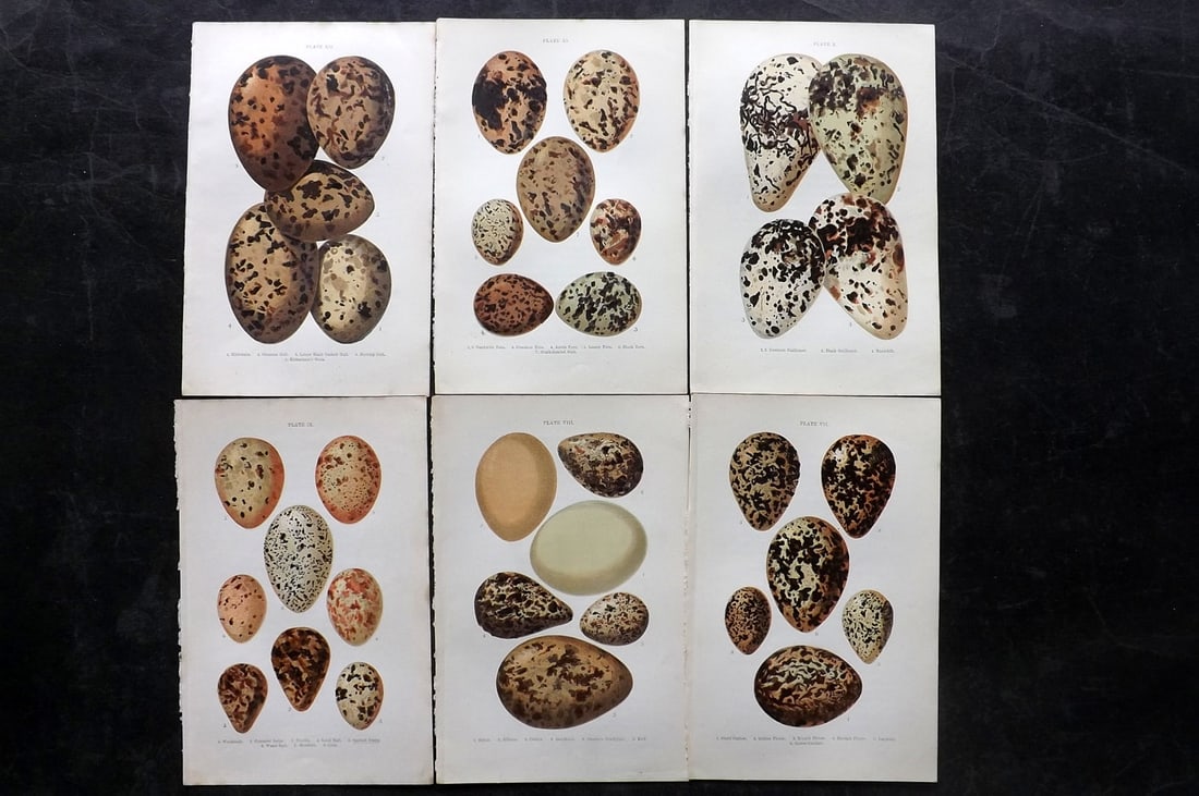 Atkinson, Canon C1895 Lot of 6 Antique Bird Egg Prints: Colour Printed Woodblock Published C1895, London for "British Birds' Eggs and Nests Popularly Described" by The Rev. Canon Atkinson. Paper Size: 7 x 5 inch (18 x 12cm) Good Condition