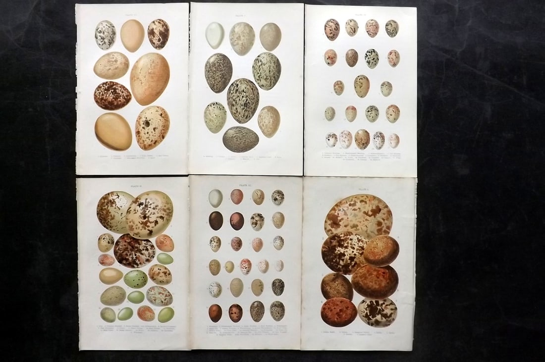 Atkinson, Canon C1895 Lot of 6 Antique Bird Egg Prints: Colour Printed Woodblock Published C1895, London for "British Birds' Eggs and Nests Popularly Described" by The Rev. Canon Atkinson. Paper Size: 7 x 5 inch (18 x 12cm) Good Condition