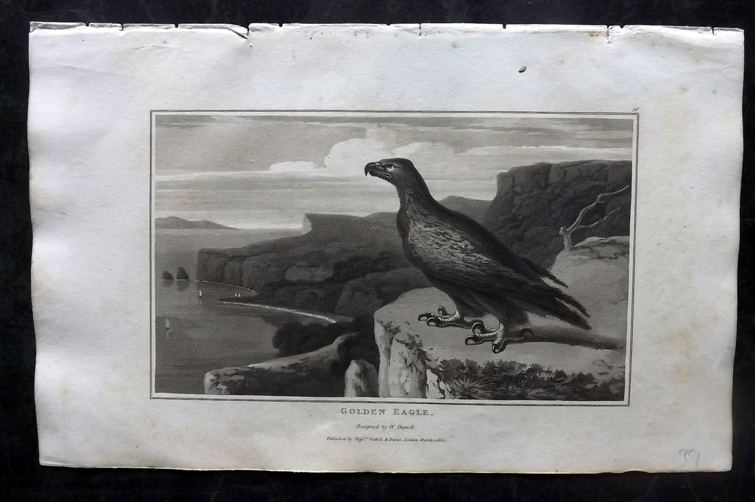 Daniell, William 1807 Antique Bird Print. Golden Eagle (1 of 1)