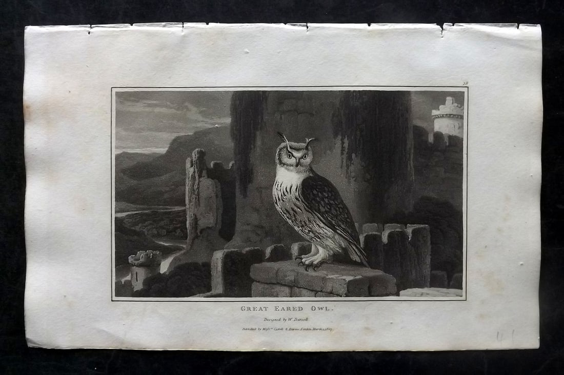 Daniell, William 1807 Antique Bird Print. Great Eared Owl (1 of 1)