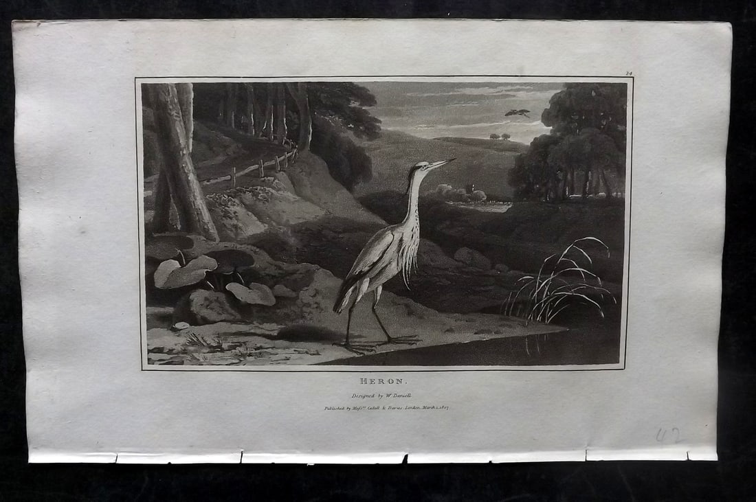 Daniell, William 1807 Antique Bird Print. Heron (1 of 1)