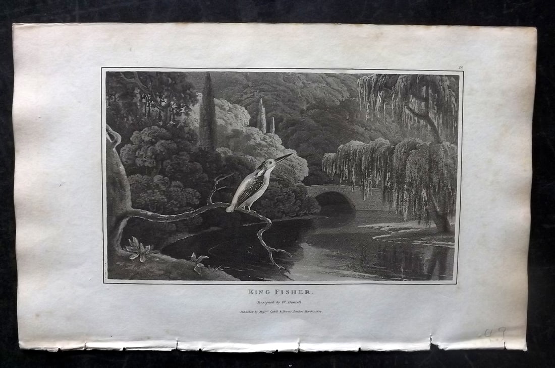 Daniell, William 1807 Antique Bird Print. Kingfisher (1 of 1)