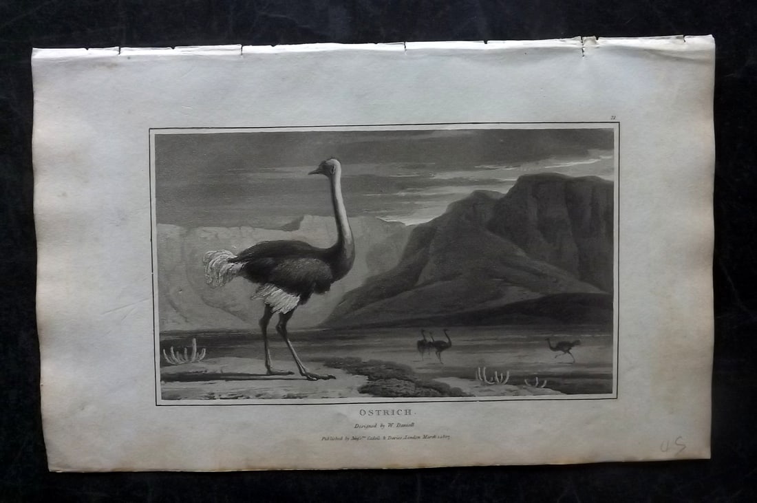 Daniell, William 1807 Antique Bird Print. Ostrich (1 of 1)