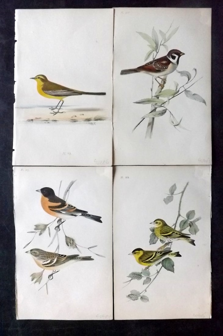 Meyer, Henry 1844 Lot of 4 Hand Col Bird Prints (1 of 2)