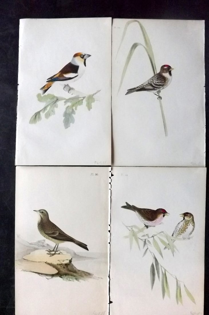 Meyer, Henry 1844 Lot of 4 Hand Col Bird Prints: Hand Colored Lithographs Published 1842-50, London for "Coloured Illustrations of British Birds and Their Eggs" by Henry Leonard Meyer. Paper Size: 8 x 5 inch (22 x 13cm) Good Condition