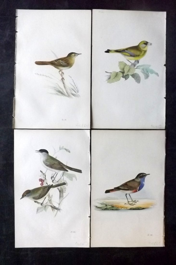 Meyer, Henry 1844 Lot of 4 Hand Col Bird Prints: Hand Colored Lithographs Published 1842-50, London for "Coloured Illustrations of British Birds and Their Eggs" by Henry Leonard Meyer. Paper Size: 8 x 5 inch (22 x 13cm) Good Condition