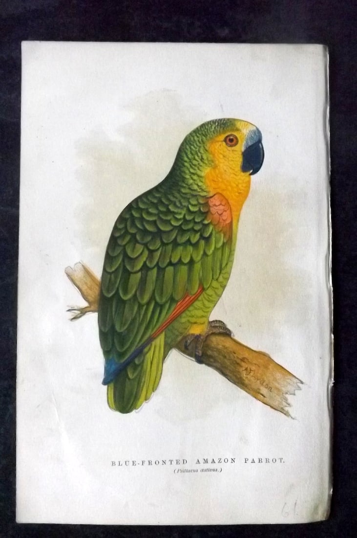 Russ, Karl 1884 Bird Print. Blue Fronted Amazon Parrot (1 of 1)