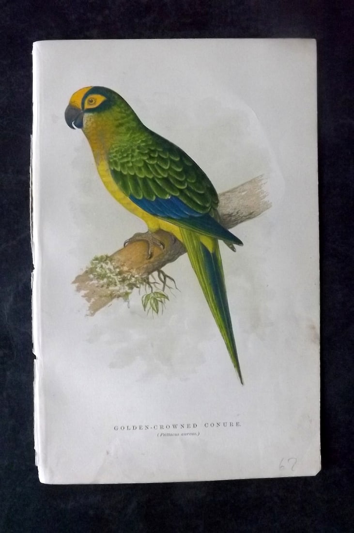 Russ, Karl 1884 Bird Print. Golden-Crowned Conure (1 of 1)