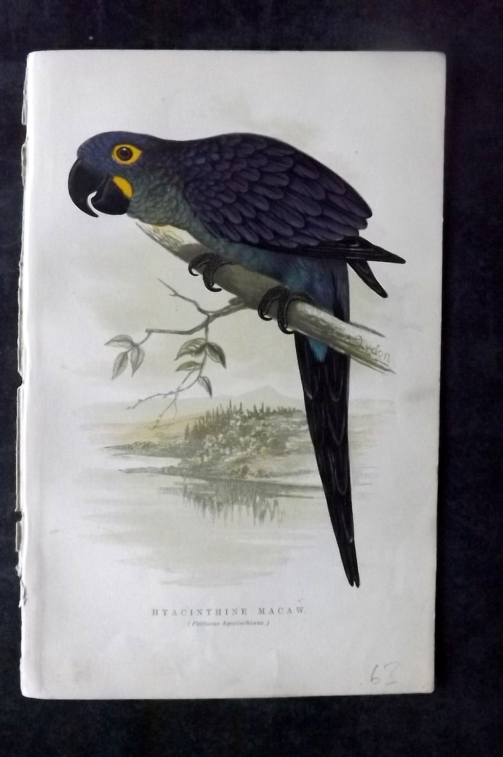 Russ, Karl 1884 Bird Print. Hyacinth Macaw (1 of 1)