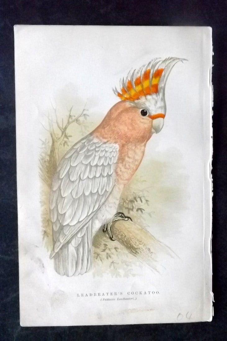 Russ, Karl 1884 Bird Print. Leadbeater's Cockatoo - Australia (1 of 1)