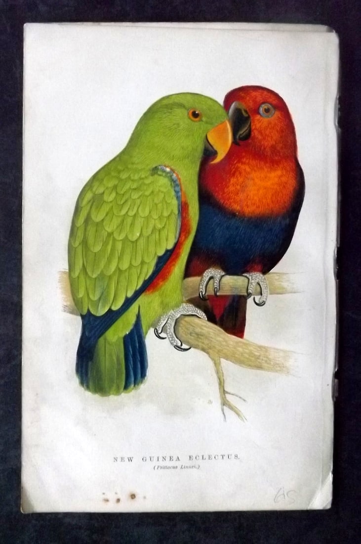 Russ, Karl 1884 Bird Print. New Guinea Electus (1 of 1)