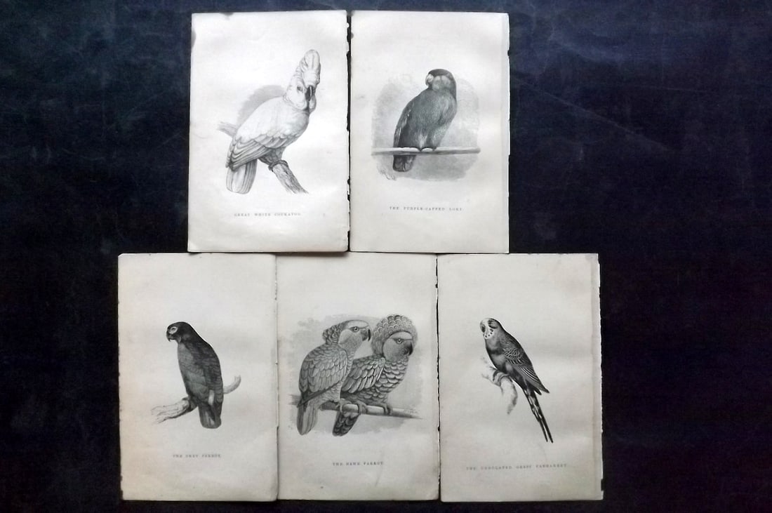 Russ, Karl 1884 Lot of 5 Bird Prints. Parrot, Cockatoo, Lory, Parakeet (1 of 2)