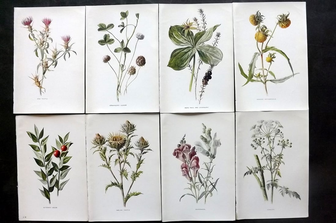 Hulme, Edward C1900 Lot of 8 Botanical Prints. Wild Flowers: Offset Lithographs Published C1900, London for "Familiar Wild Flowers" by F. Edward Hulme & Shirley Hibberd. Paper Size: 7.5 x 5 inch (19 x 13cm) Good Condition