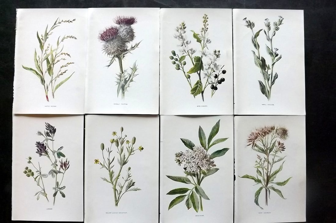 Hulme, Edward C1900 Lot of 8 Botanical Prints. Wild Flowers: Offset Lithographs Published C1900, London for "Familiar Wild Flowers" by F. Edward Hulme & Shirley Hibberd. Paper Size: 7.5 x 5 inch (19 x 13cm) Good Condition